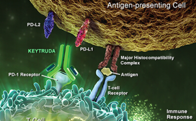 晚期白血病活多久_晚期的白血病患者能活多久_白血病晚期能活多久