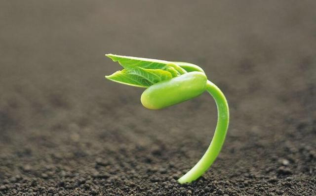 晚期的白血病患者能活多久_晚期白血病活多久_白血病晚期能活多久