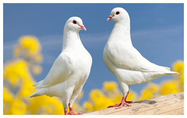 新视通会议的时候放ppt,图像可以隐藏吗_新视通会议的时候放ppt,图像可以隐藏吗_新视通会议的时候放ppt,图像可以隐藏吗