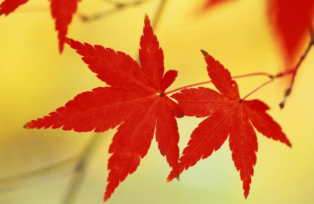 RichTextBox 中文字不听话乱跑，如何让它乖乖排队？