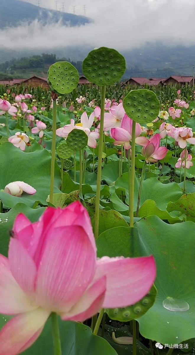 夏日微风轻拂脸颊，勾起童年纯真回忆，珍惜当下美好