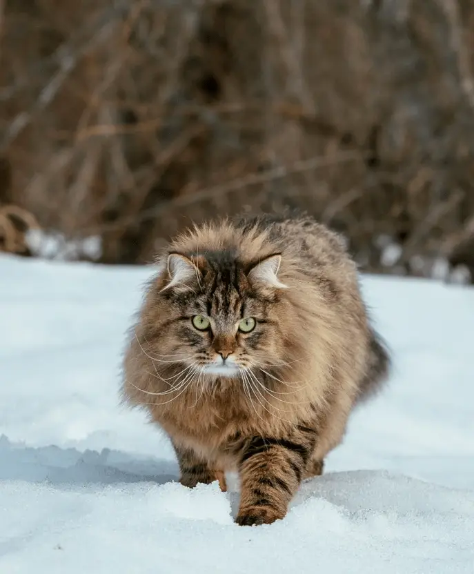 Linux 系统上的音乐软件探索：从无头苍蝇到爱不释手的 Audacious