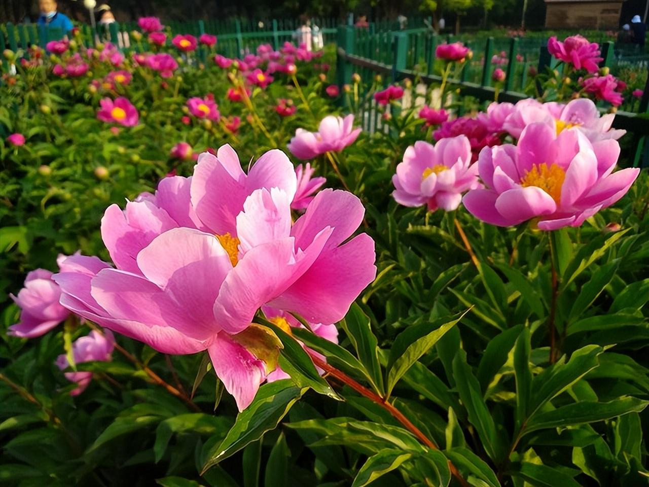 资阳市乐至县区号多少_资阳市乐至县_资阳市乐至县城规划图