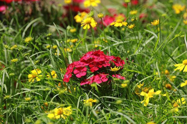 CODYSAFE 中文版：如春风般温暖的贴心软件，功能强大且充满情感