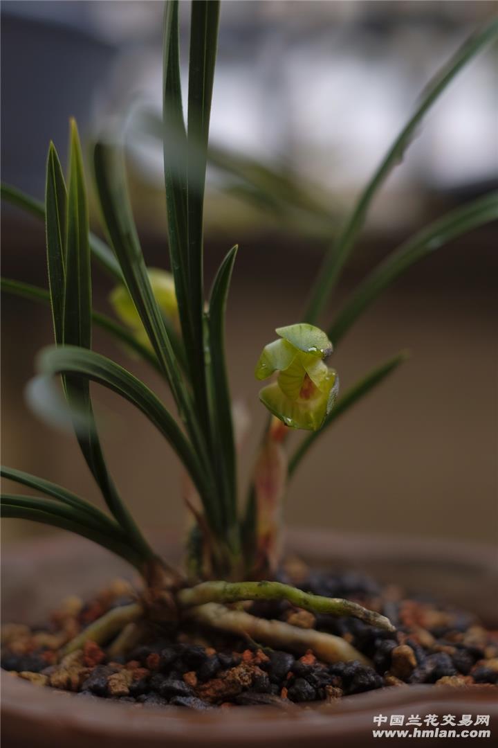 真正老种绿云：追寻自然之美，感受历史厚重