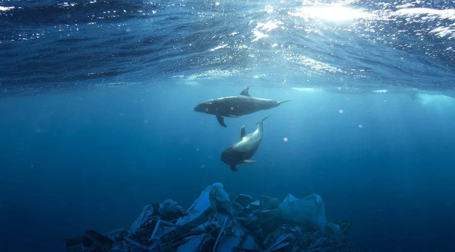 许可卫生证尺寸大小要求_卫生许可证尺寸大小_卫生许可证尺寸是不是都一样