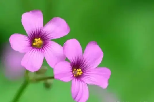 编写dll自动买入教程的软件_编写dll_编写DLL