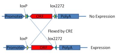 cre loxp 系统,基因编辑的精准利器