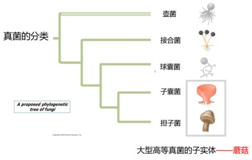 8界分类系统,八界分类系统的起源