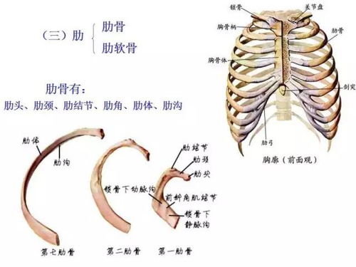 DRS系统解剖学,概述与重要性