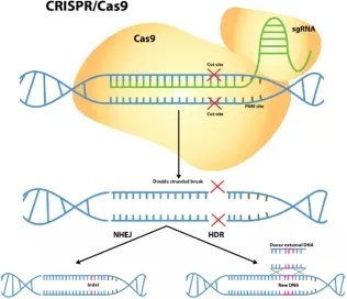 crispr/cas9系统,革命性的基因编辑工具